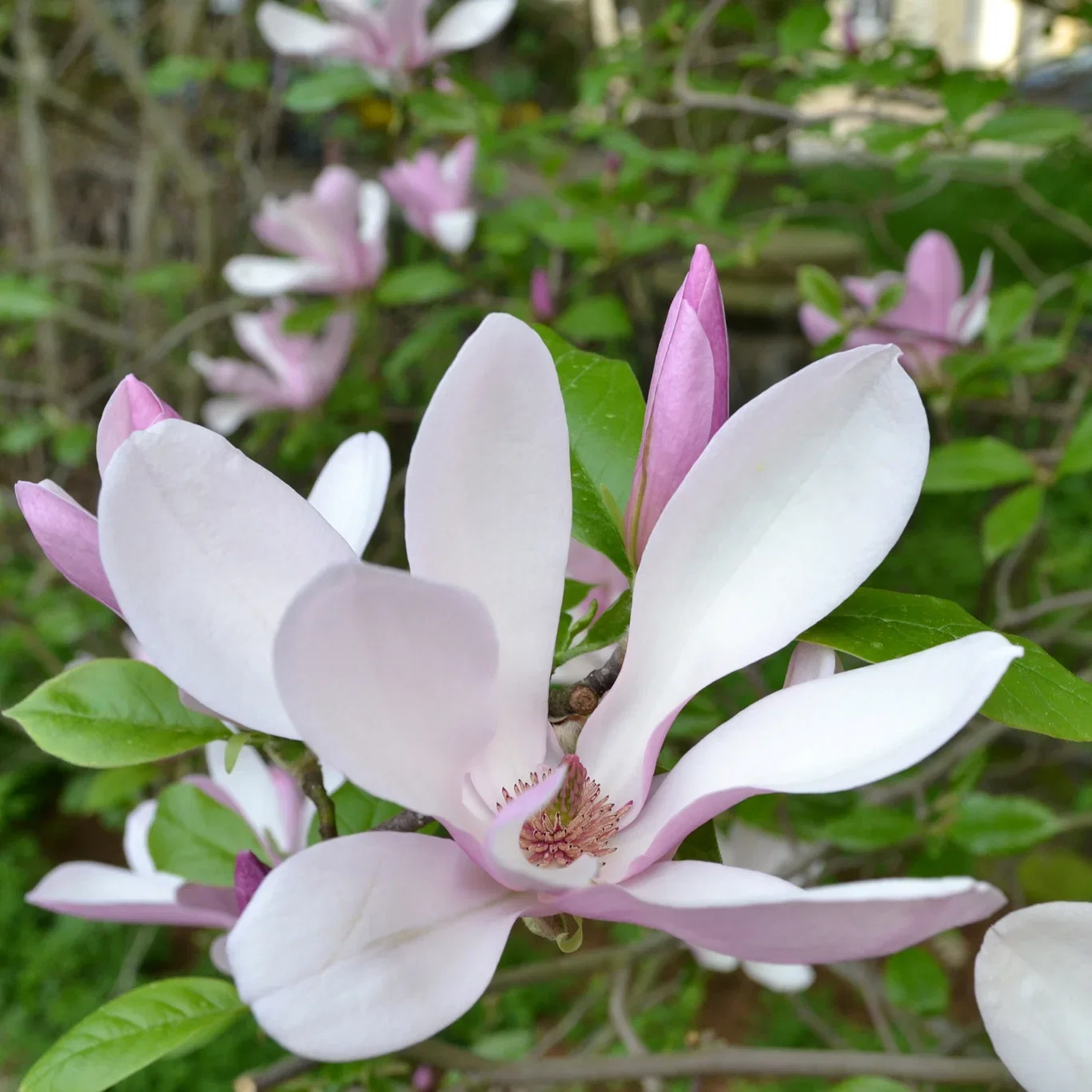 Rosenmagnolia 'George Henry Kern'