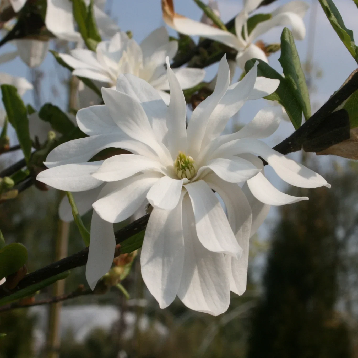 Stjärnmagnolia 'Royal Star'