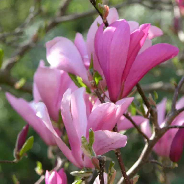 Rosenmagnolia 'Susan'