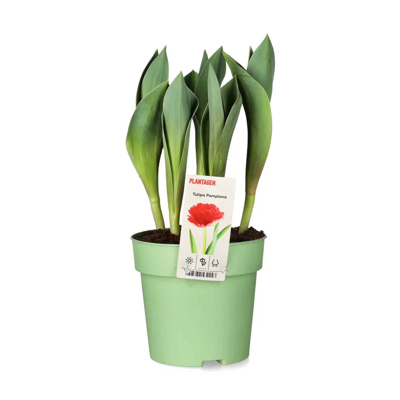 Tulpan 'Pamplona'