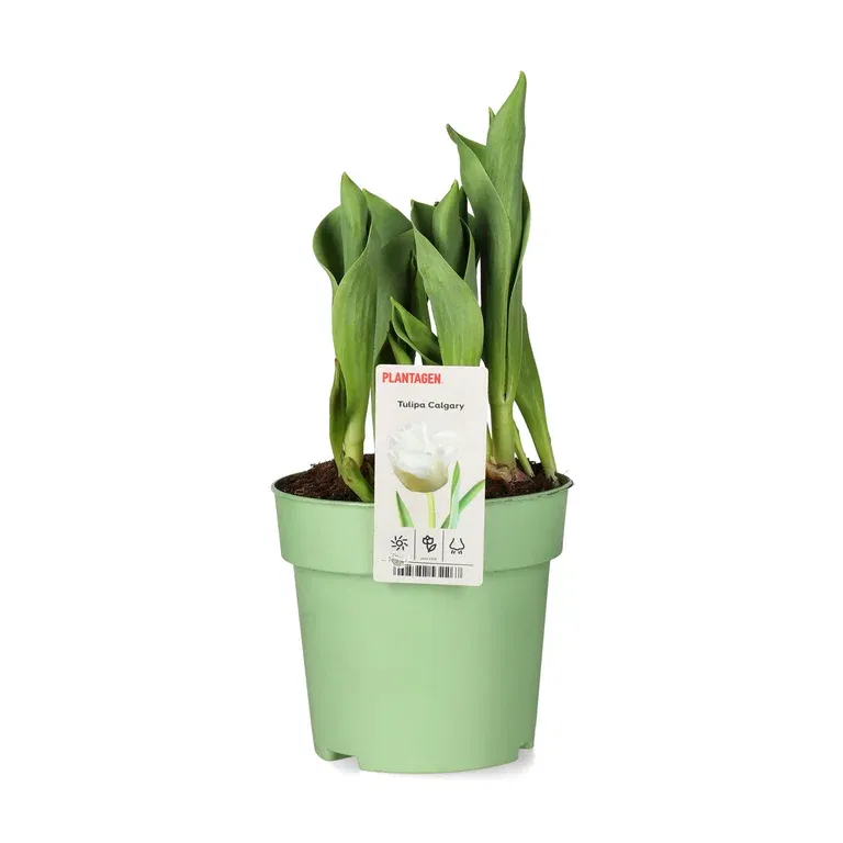 Triumftulpan 'Calgary'