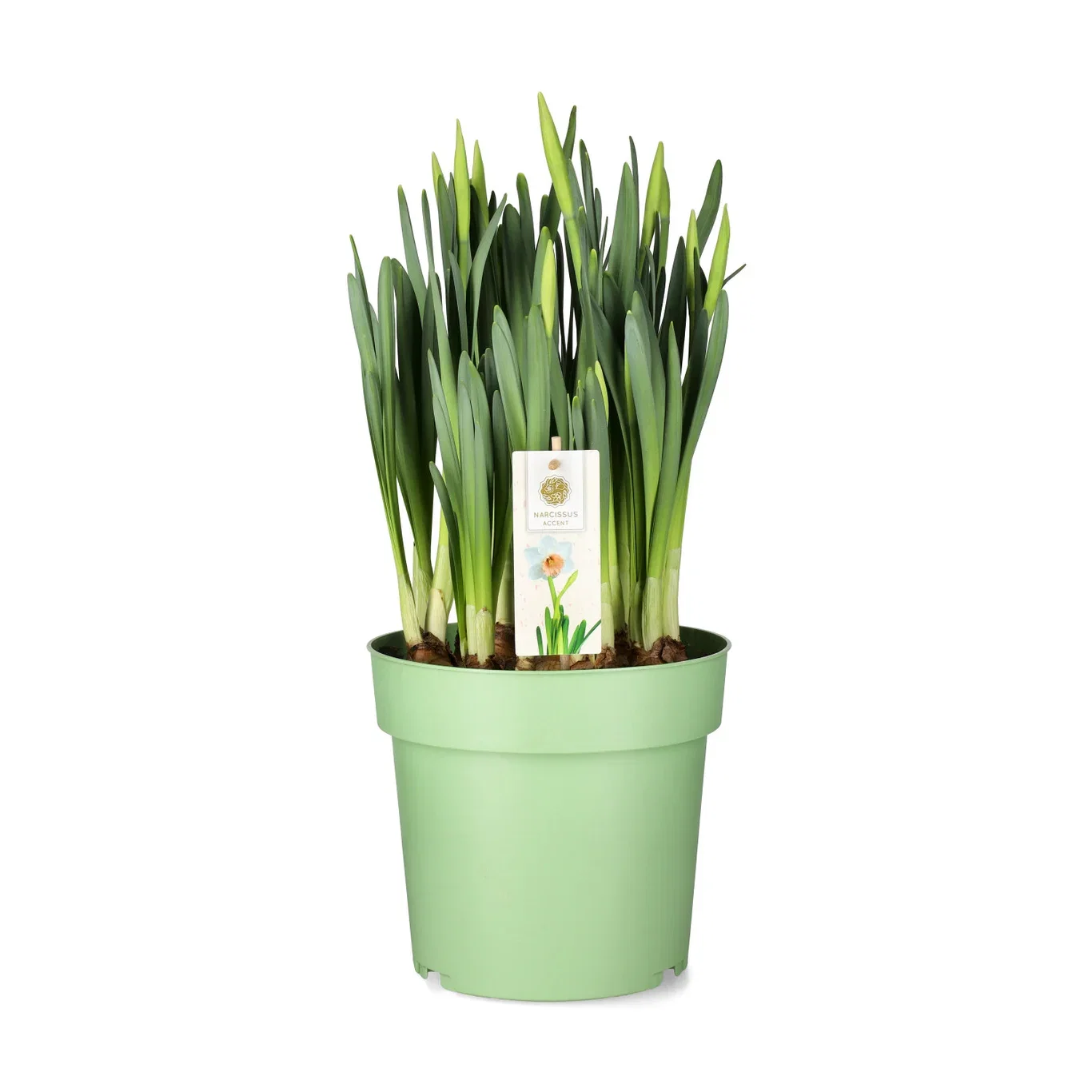 Stjärnnarciss 'Accent'