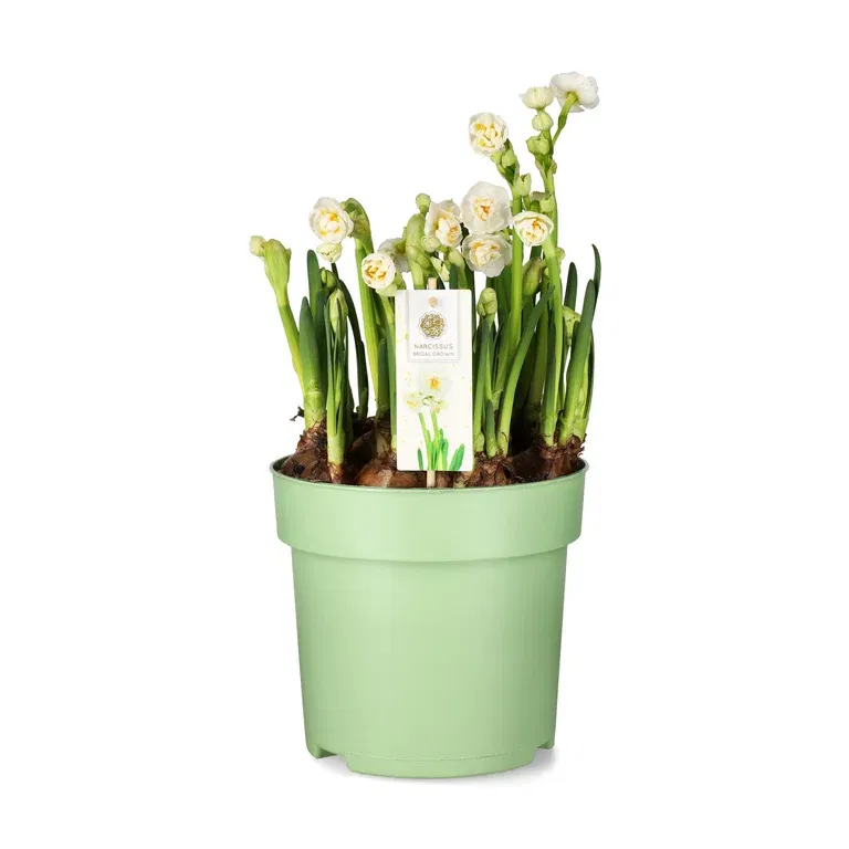 Bukettnarciss 'Bridal Crown'