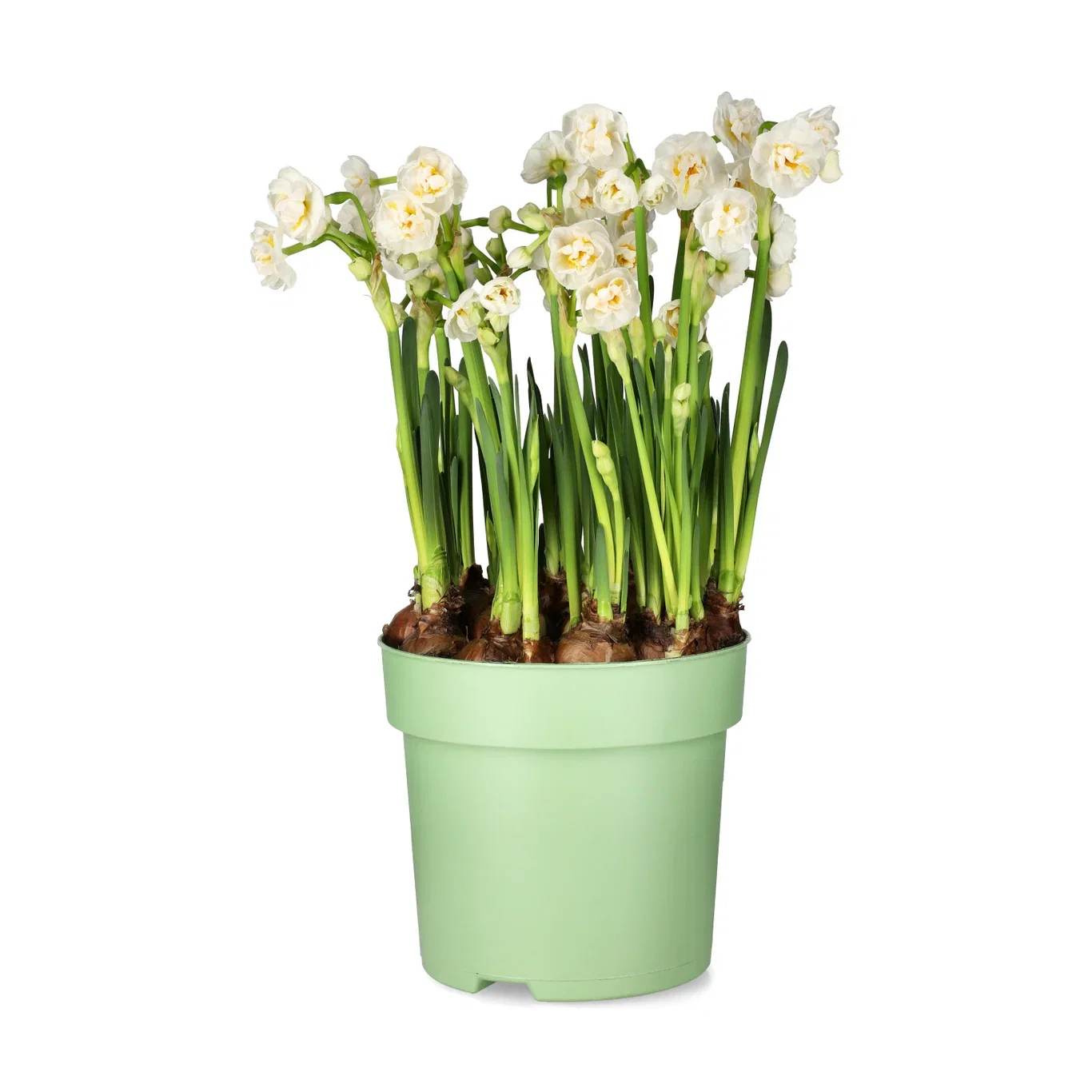 Bukettnarciss 'Bridal Crown'