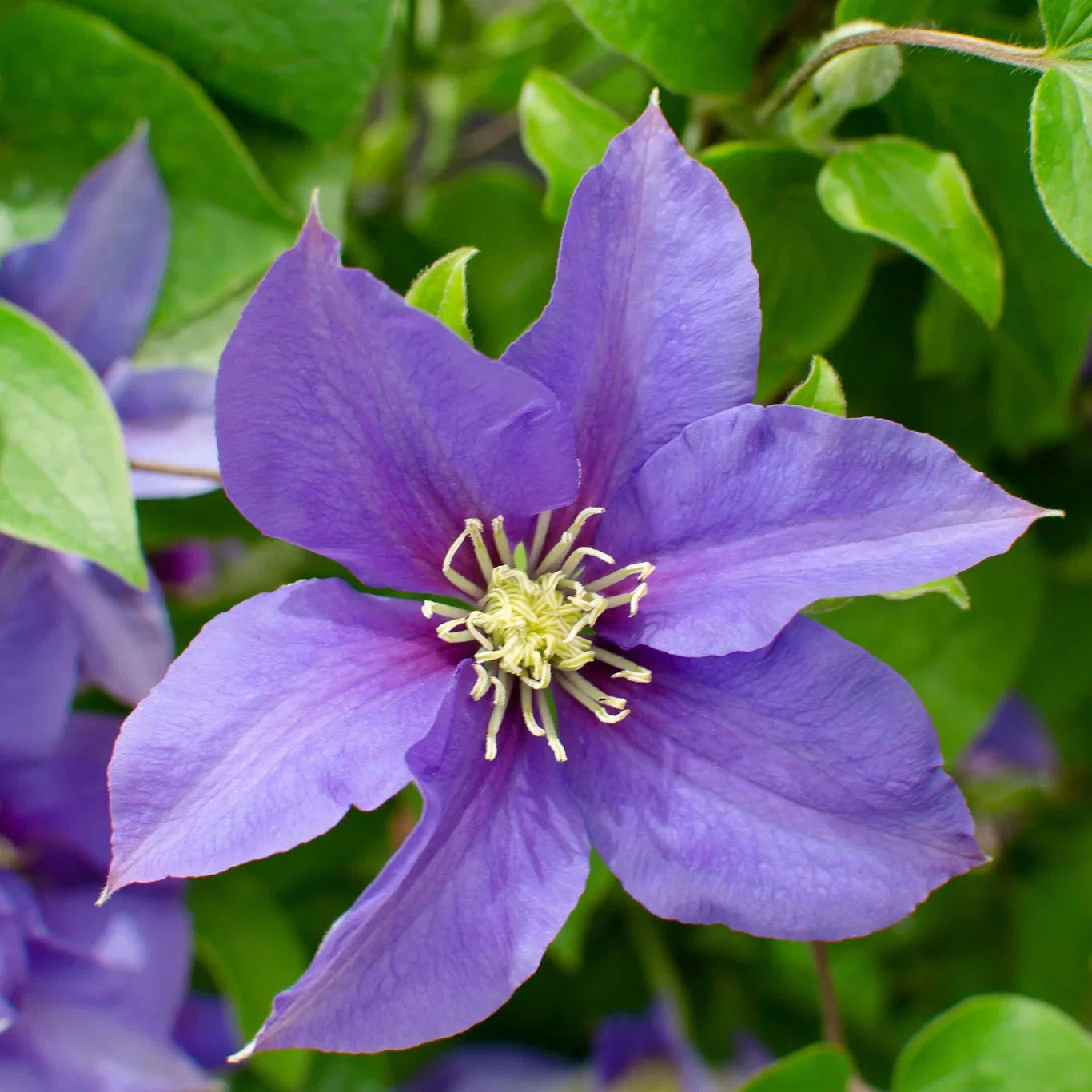 Tidig storblommig klematis BOULEVARD® OLYMPIA™