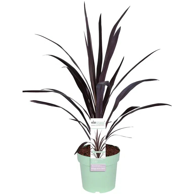 Cordyline SUPERSTAR
