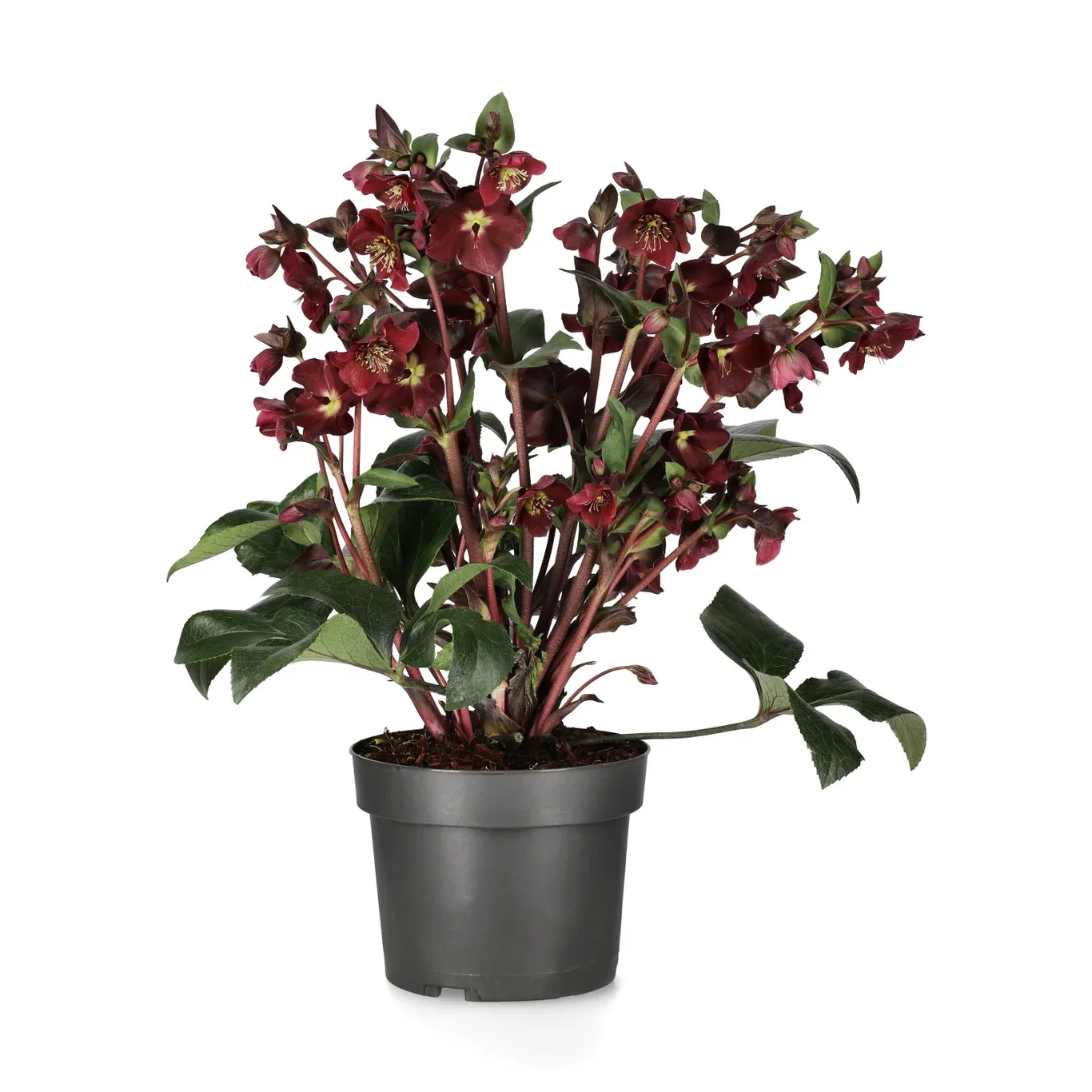 Hybridjulros 'Star of Passion'