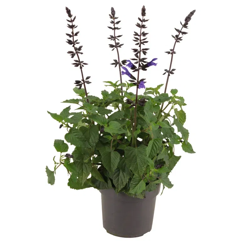 Salvia Salgoon® 'Lake Blueberry'