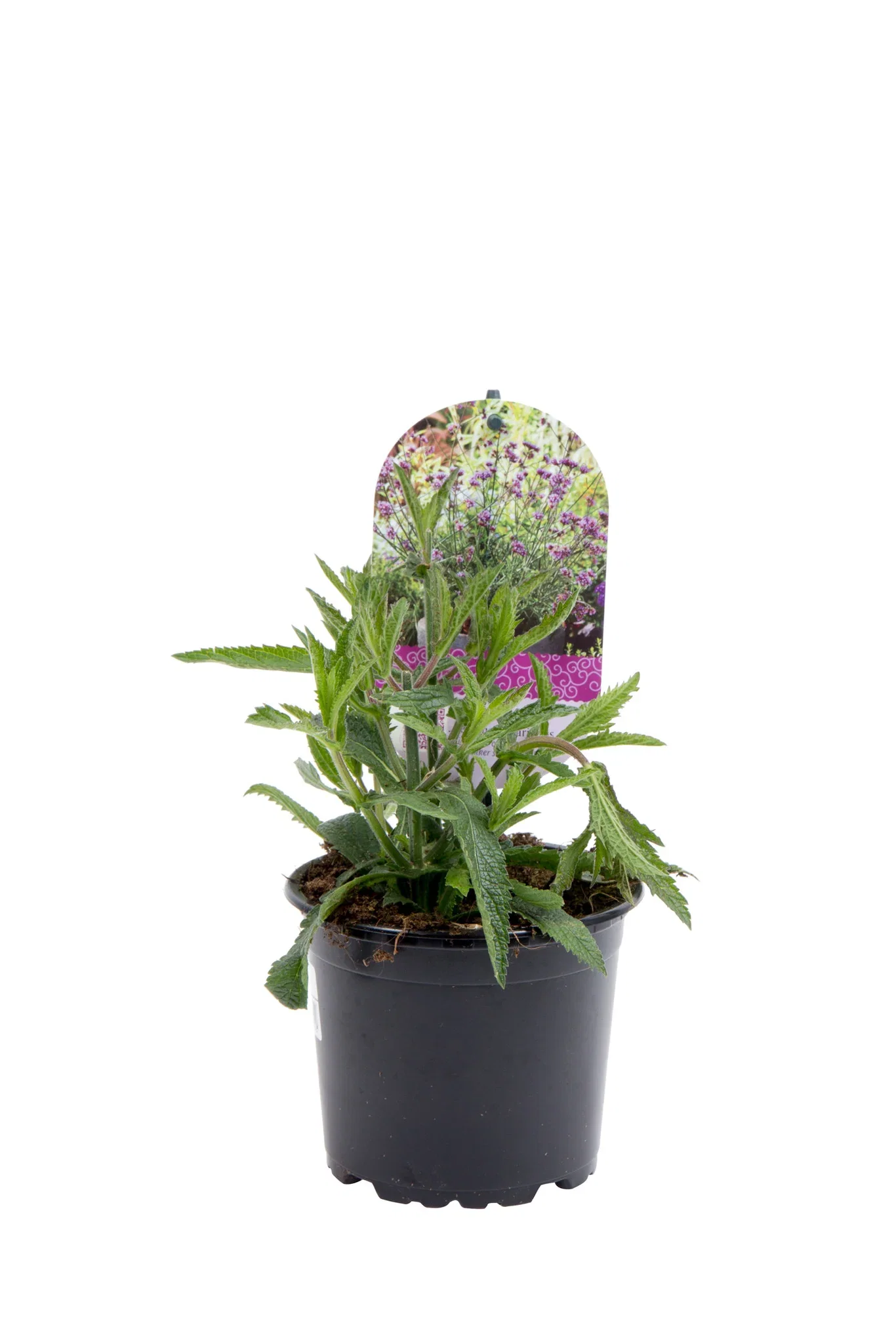 Jätteverbena 'Lollipop'