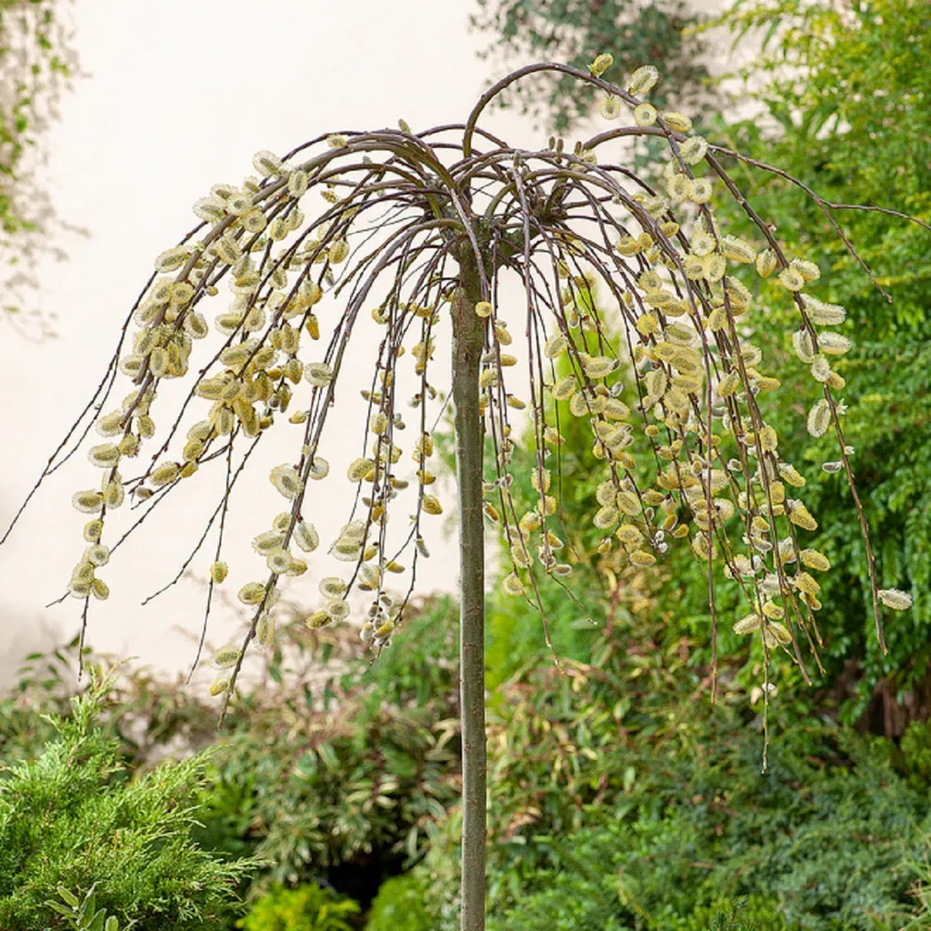 Hängsälj 'Kilmarnock'