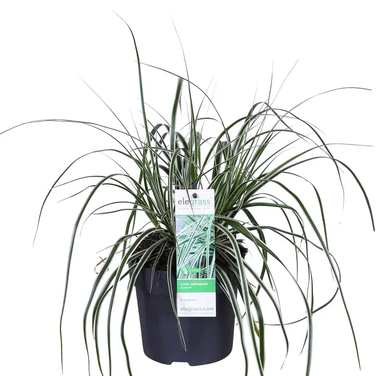 Oshimastarr EVEREST ('Fiwhite')