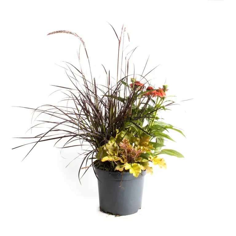 Samplantering Triple Beauty Berlin