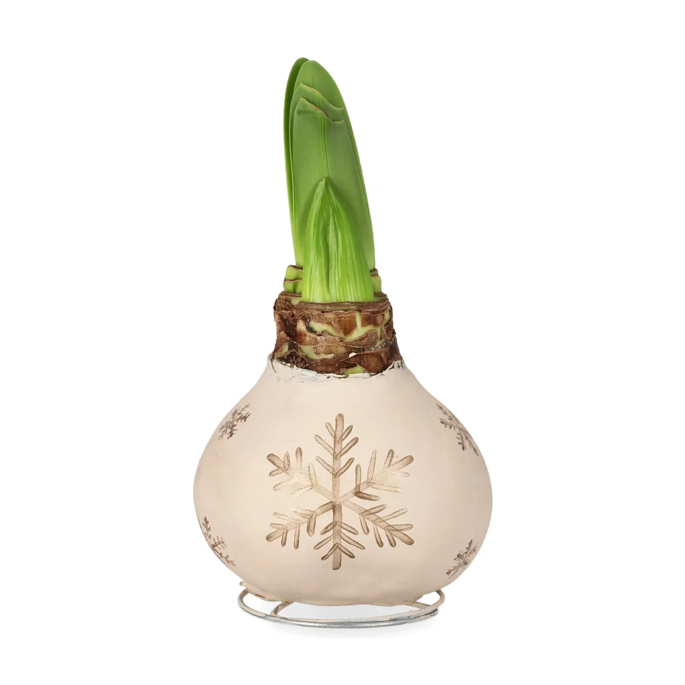 Vaxad amaryllislök XXL-jumbo