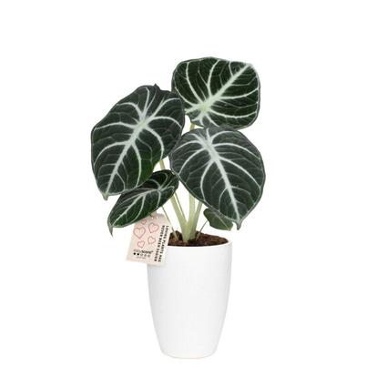 Gröna växter i kruka