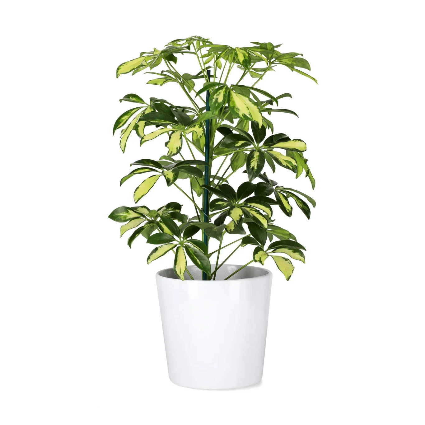 Paraplyaralia 'Gerda'