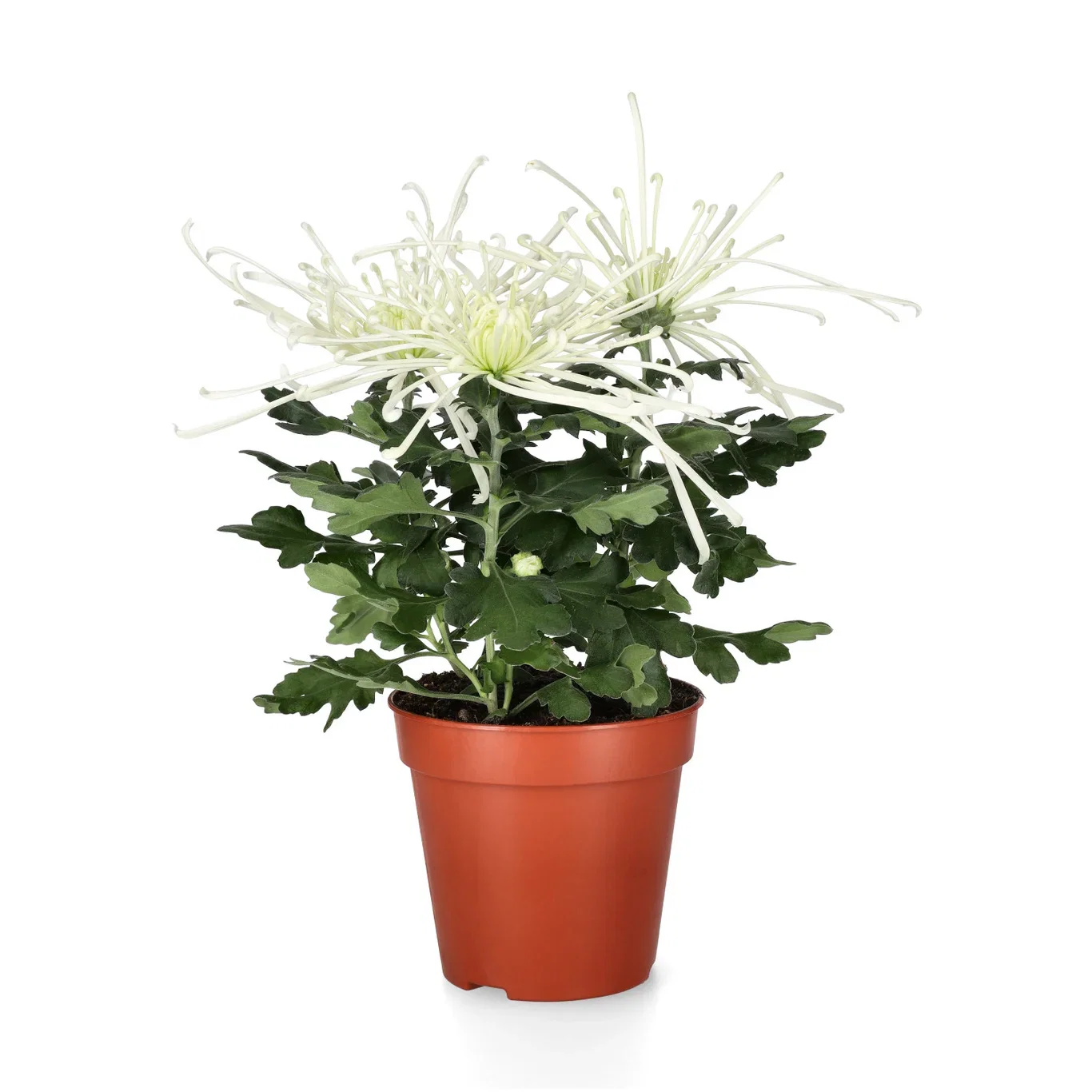 Krysantemum 'Fireworks'