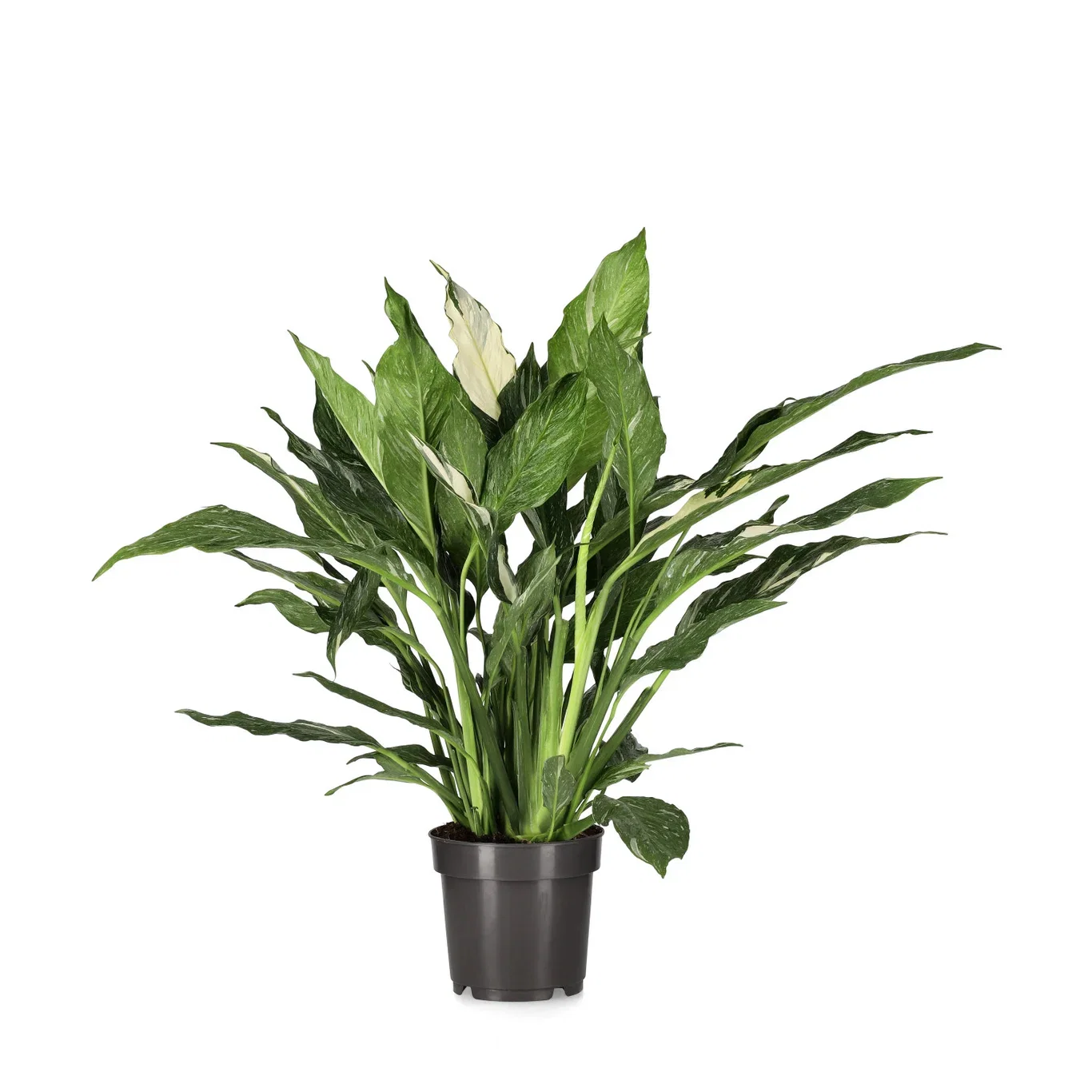 Fredskalla 'Diamond'