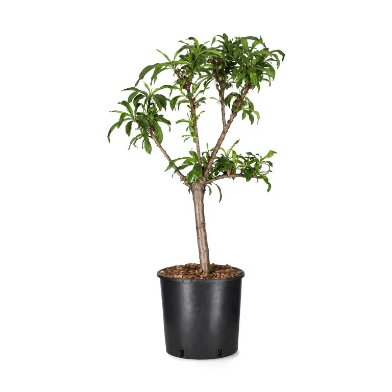 Dvärgnektarin 'Silver Prolific'