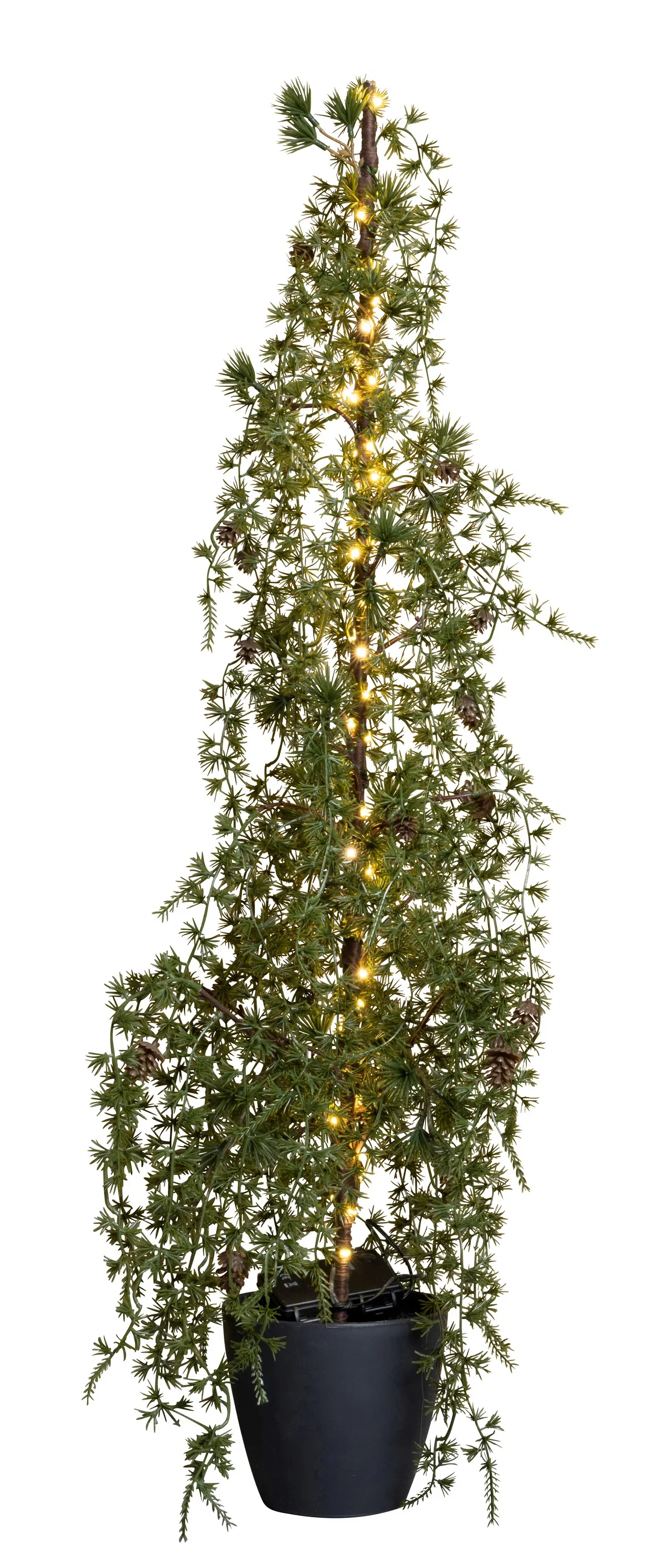 Lärkträd med belysning