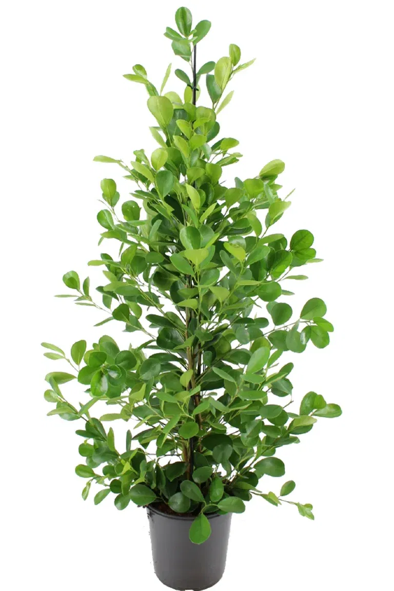 Citronfikus 'Moclame'