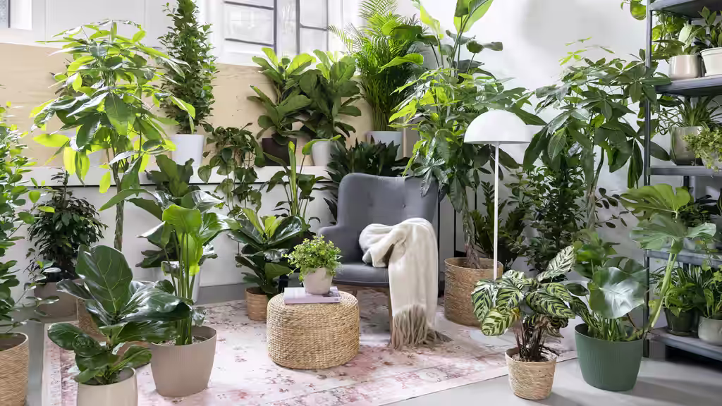 Plantagen Hässelby öppnar på nytt