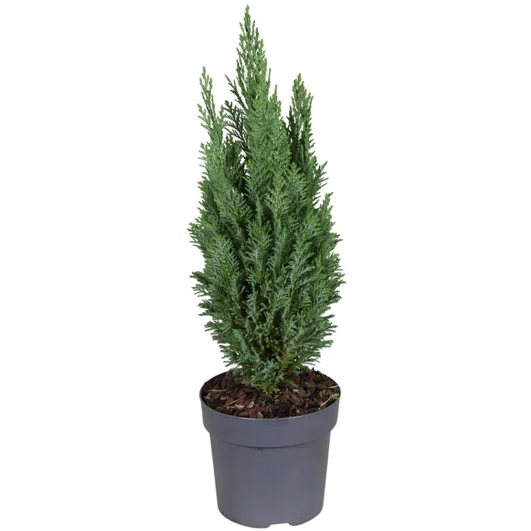 Ädelcypress 'Ellwoodii'