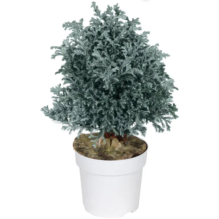 Ärtcypress 'Sky Blue'