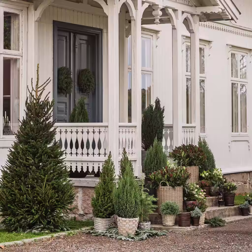 Rama in entrén med olika sorters barrväxter