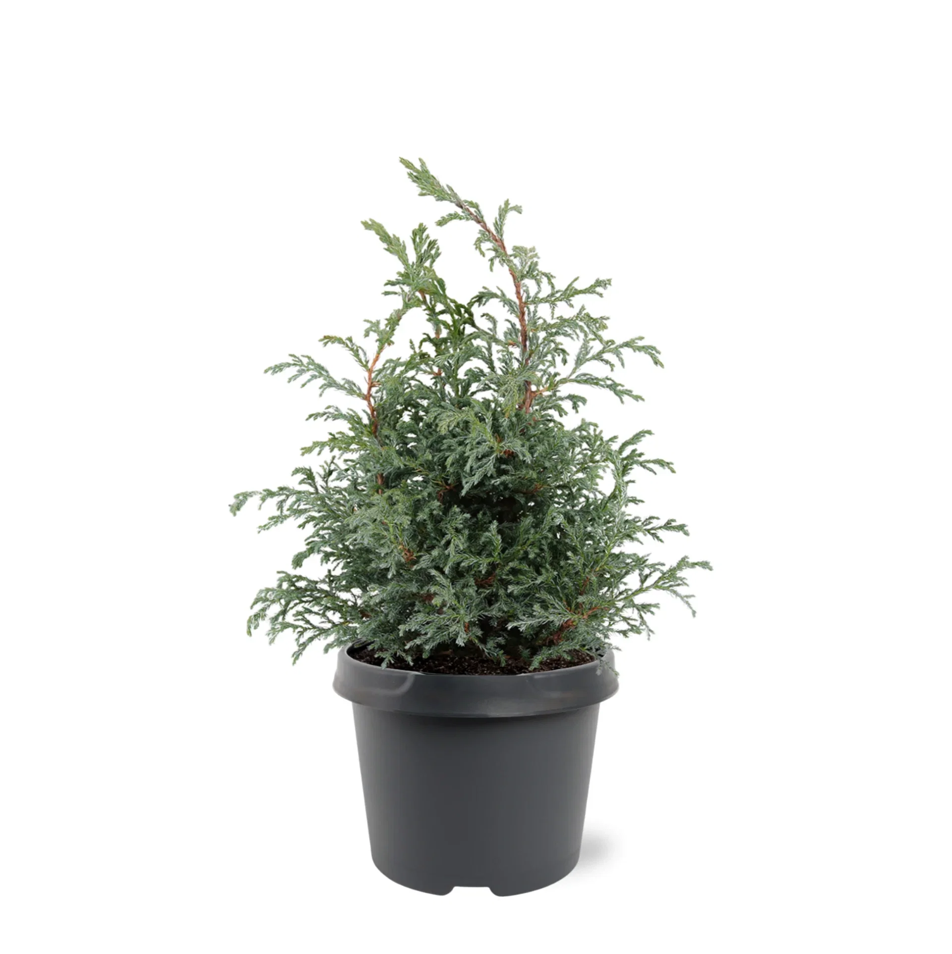 Ärtcypress 'Baby Blue'