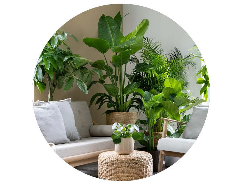 Image of Gröna växter