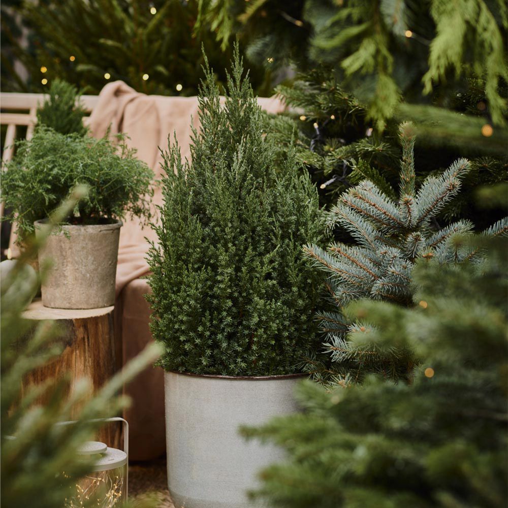 Image of Barrväxter 30 %