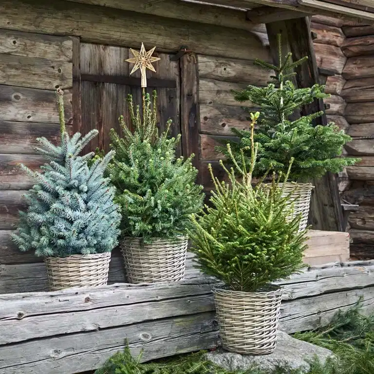 30 % på alla vintergröna barrträd