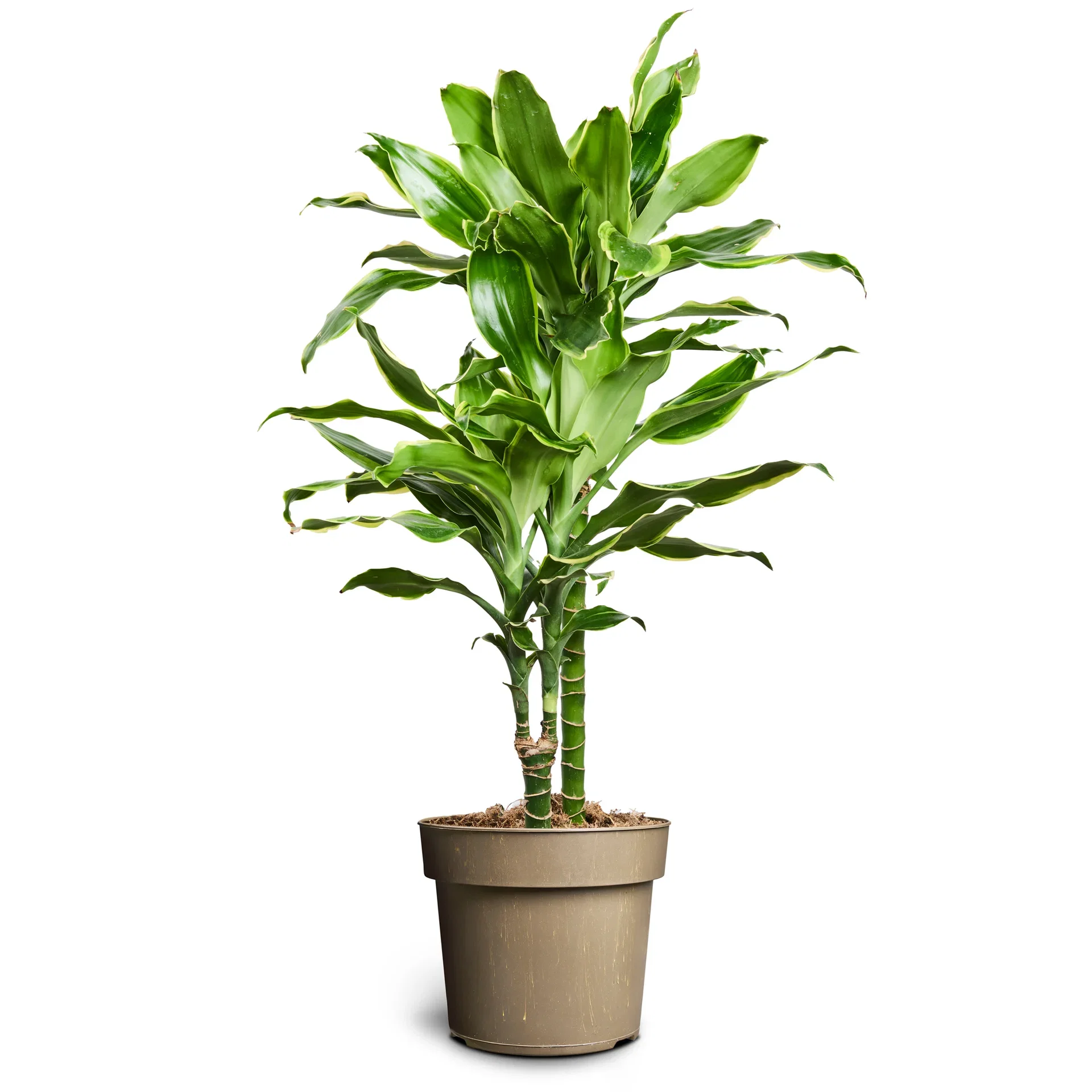 Doftdracena 'Gold Coast'