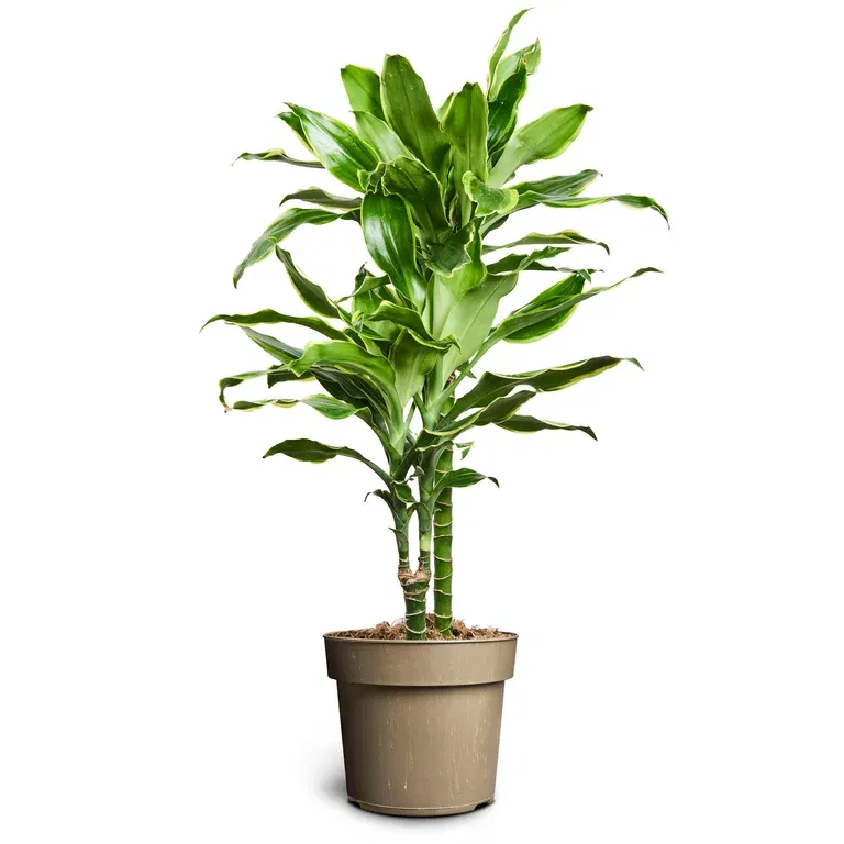 Doftdracena 'Gold Coast'