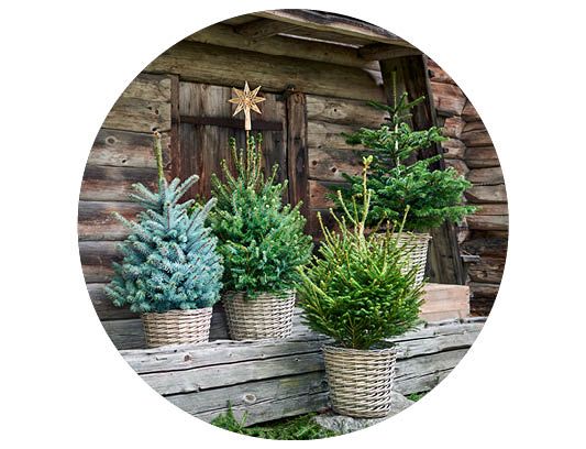 Image of Barrväxter 30%