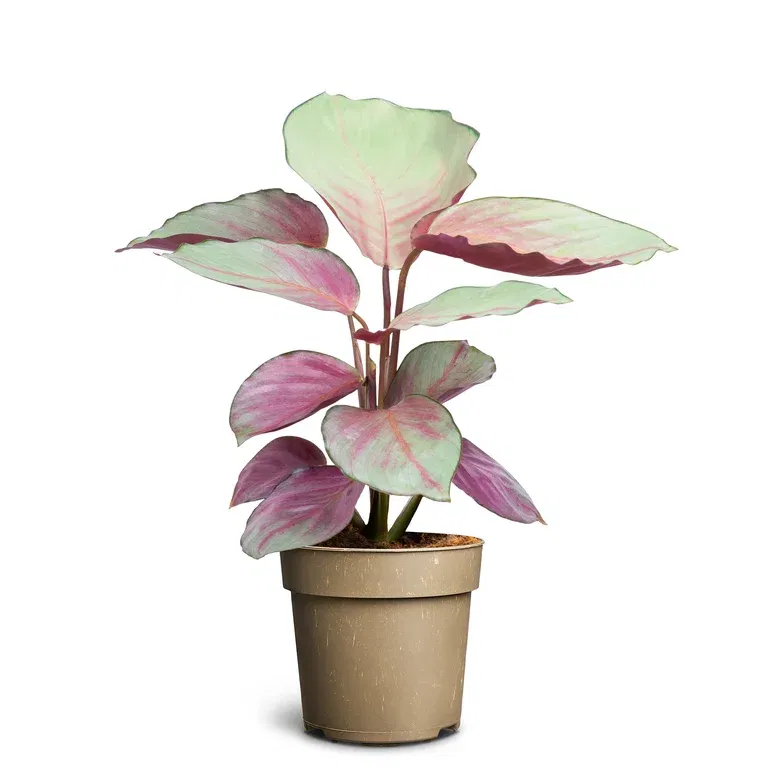 Kalatea 'Silver Plate'