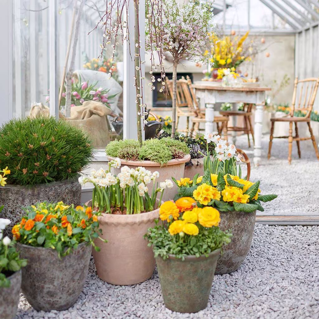 Utomhusväxter i krukor till påsk och tidig vår