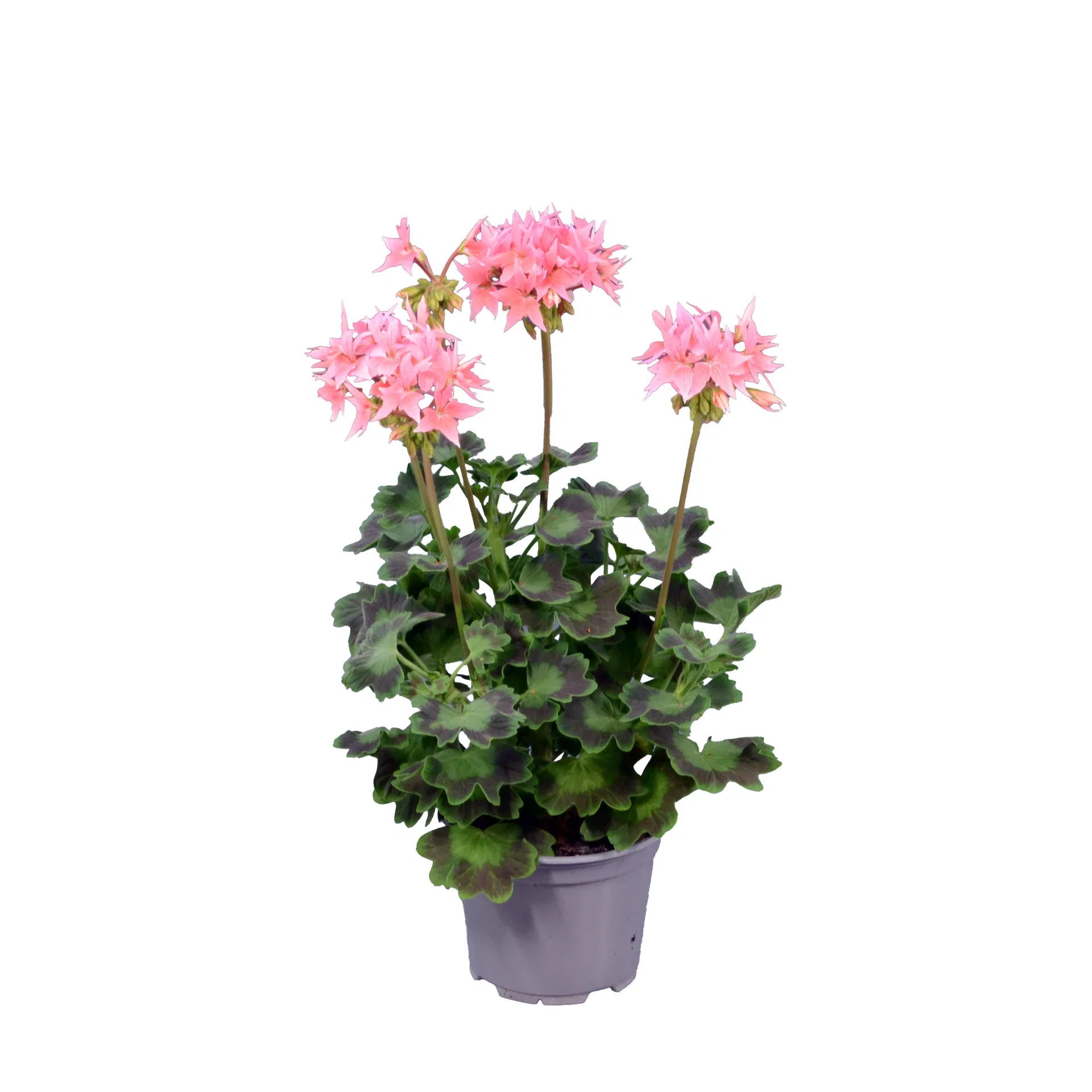 Årets Pelargon 2025 Summer twist `Rose` 12cm