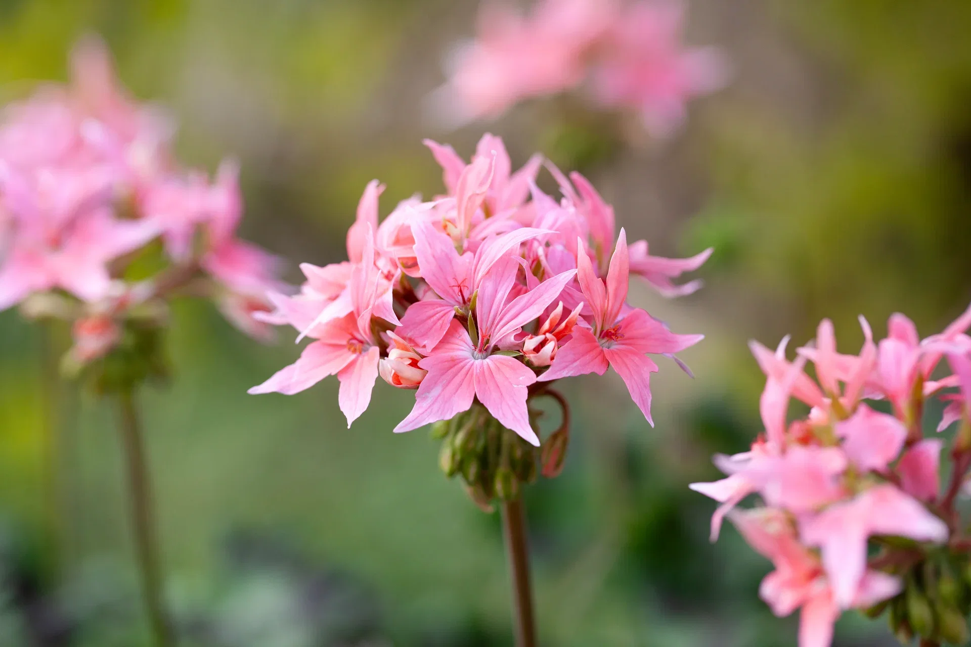 Årets Pelargon 2025 Summer twist `Rose` 12cm