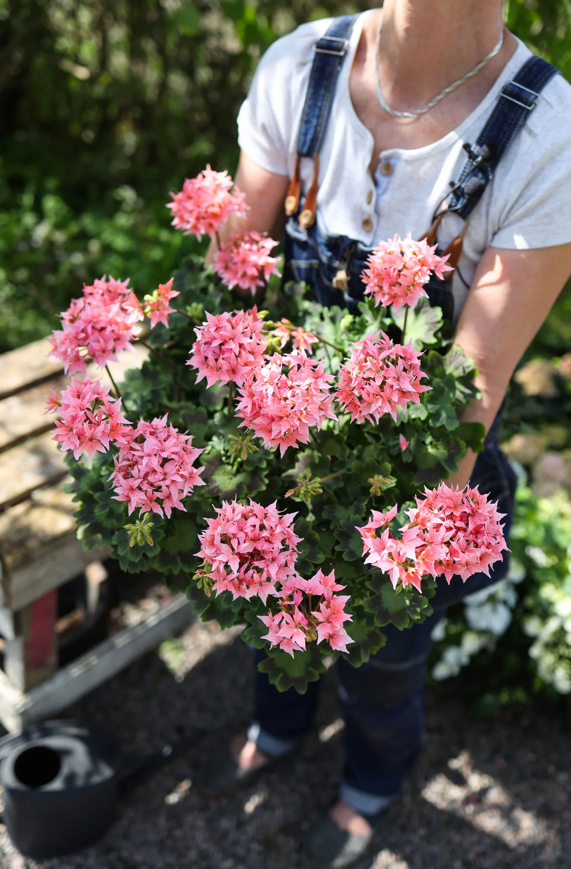 Årets Pelargon 2025 Summer twist `Rose` 12cm