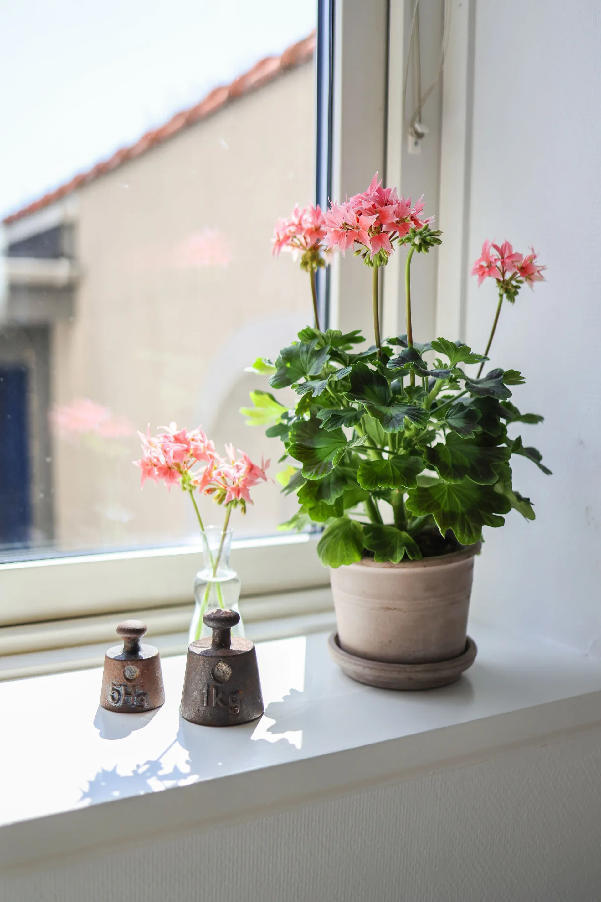 Årets Pelargon 2025 Summer twist `Rose` 12cm