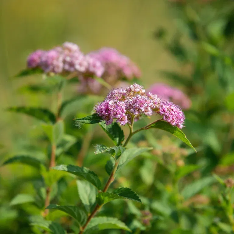 Praktspirea 'Froebelii'