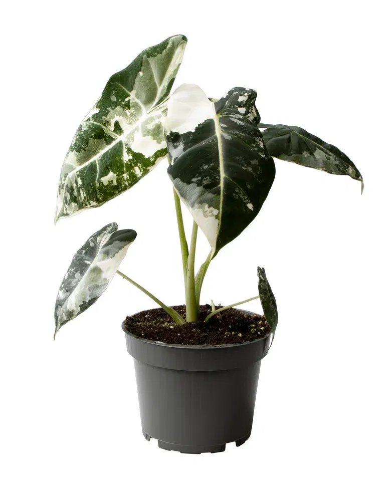 Alocasia frydek 'Variegata'