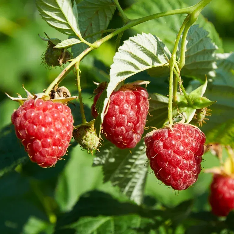 Trädgårdshallon SUGANA