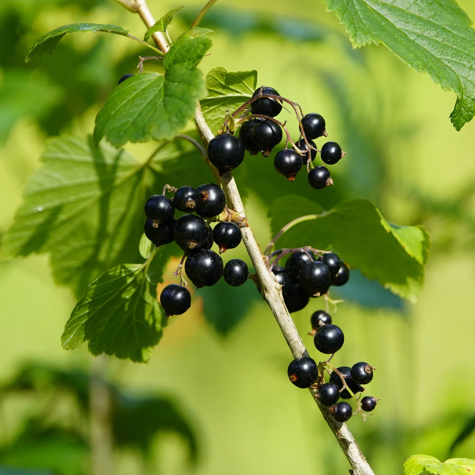 Svarta vinbär BLACK MARBLE