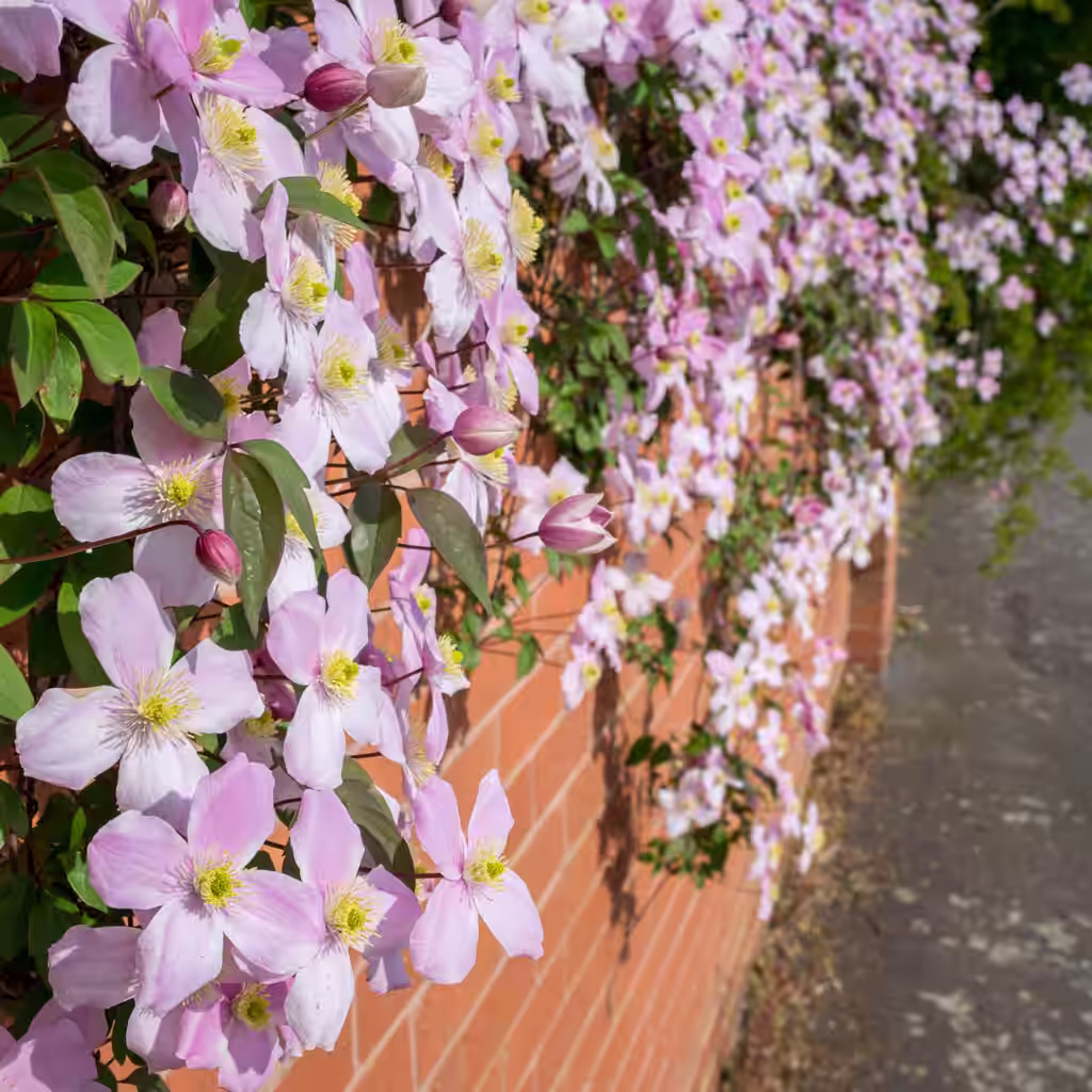 Klematis – plantering och skötsel
