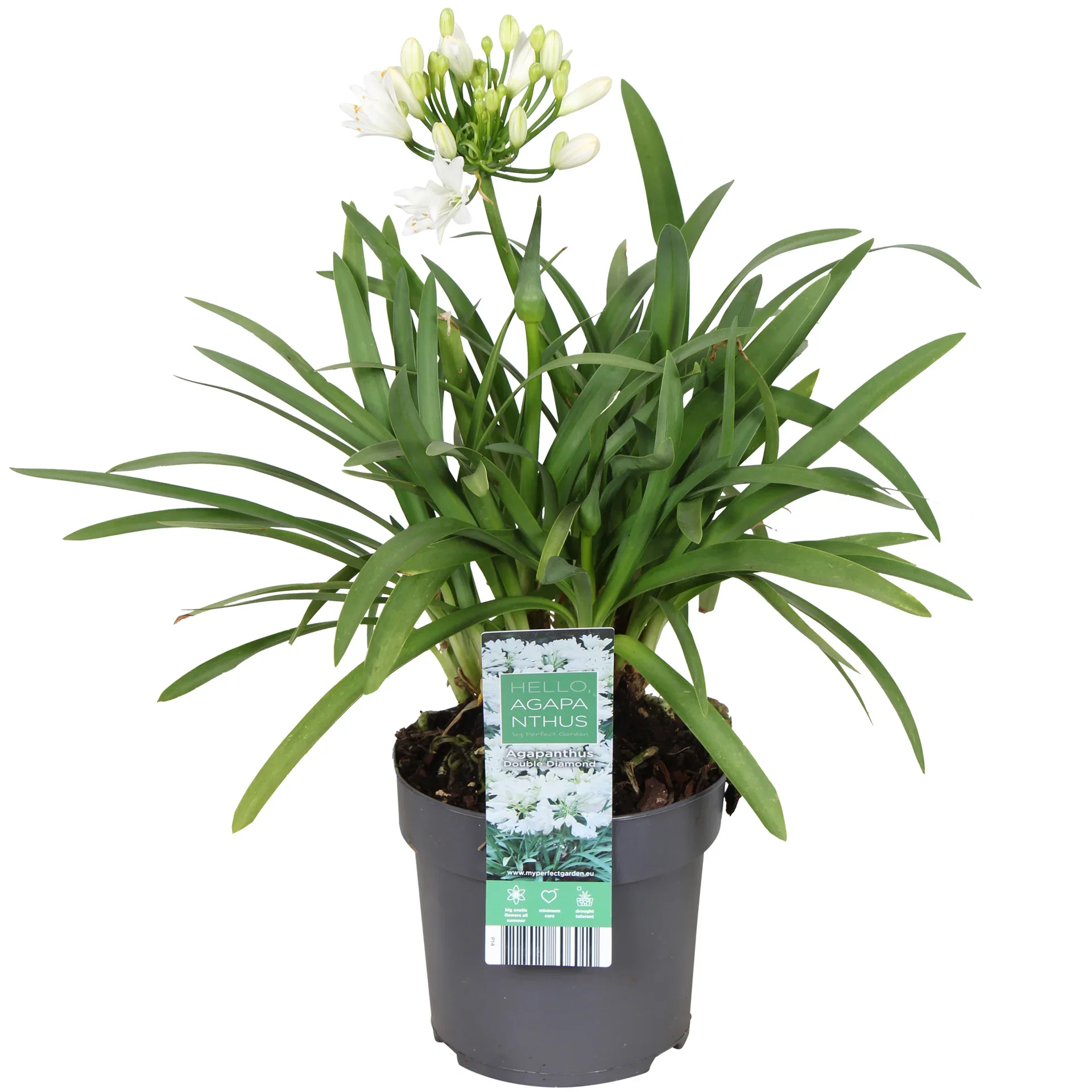 Afrikas blå lilja ‘Pixie White’