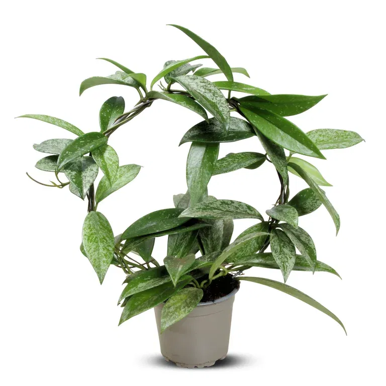 Porslinsblomma ‘Silverspots’ på båge