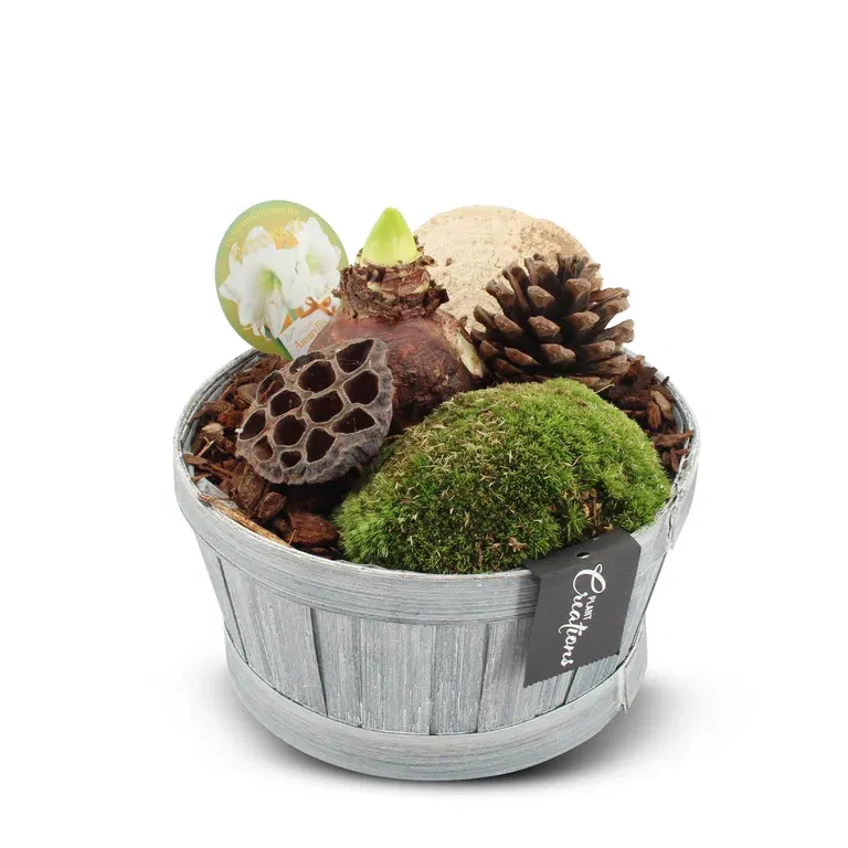 Amaryllis i zinkskål