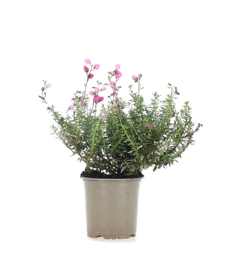 Daboecia Bella Beauty Ljung